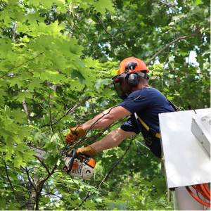 Tree Trimming